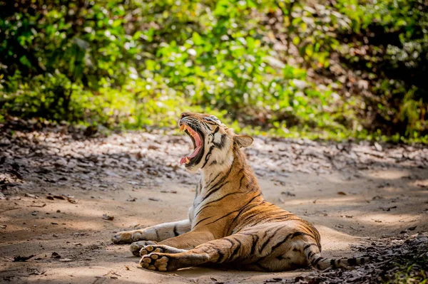 丛林里的老虎 — 图库照片