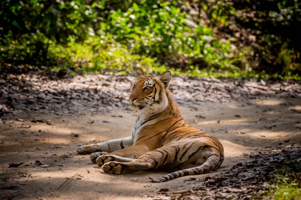 Tiger Jungle — Stock Photo, Image