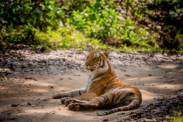 Tiger Jungle — Stock Photo, Image