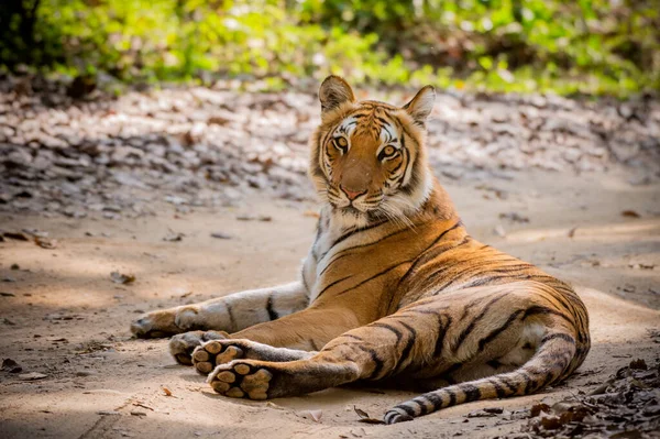 Τίγρης Στη Ζούγκλα — Φωτογραφία Αρχείου