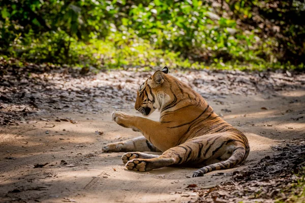 Τίγρης Στη Ζούγκλα — Φωτογραφία Αρχείου
