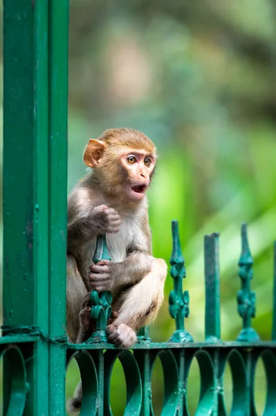 Мавпячі Портрети Уттаракханді — стокове фото