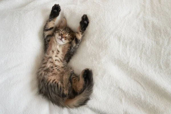 Cute little red kitten sleeps on fur white blanket one kitten on a light background raised its paws looking cute