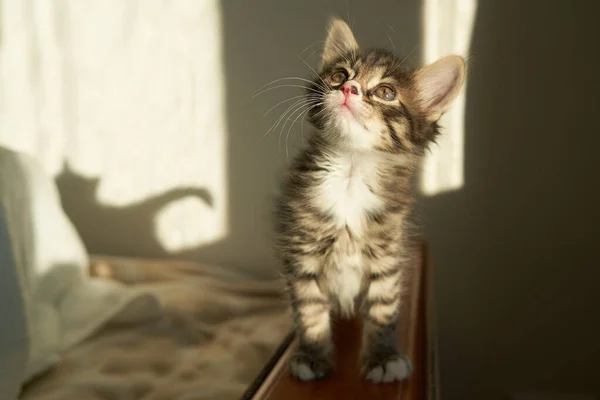 Gray striped brown kitten playing and grabbing on a white background with sunlight