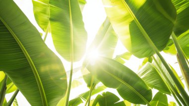 Muz yapraklarının arasından süzülen güneş ışığıyla dolu gür tropikal yapraklar..