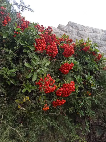 Parlak kırmızı dut kümeleri Poggioreale, Sicilya 'daki zengin yeşil yapraklar arasında gelişerek bölgenin doğal güzelliğini ve yerel florasını vurguluyor.