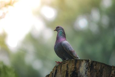 Ağaç dalına tüneyen kuş - Vahşi Yaşam Doğa Fotoğrafçılığı