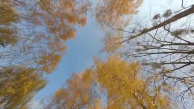 Sonbahar sarı huş ağaçlarının altında uçmak. Güneşli bir gün. Drone kamerası gökyüzüne bakıyor..