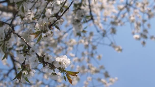 Vídeo Vertical Flores Cerezo Primavera Clima Soleado Cielo Azul Abejas — Vídeos de Stock