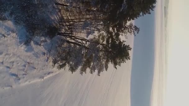 Вертикальное Видео Зимний Сосновый Лес Среди Полей Вечернем Закате Сосна — стоковое видео