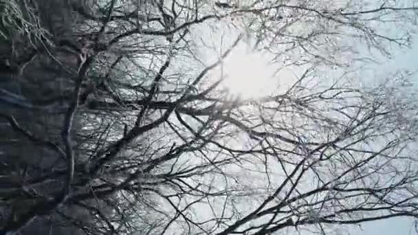 垂直录像 冬日的阳光在覆盖着白霜和白雪的森林树枝之间闪耀 霜冻天气下的无人机飞行 — 图库视频影像