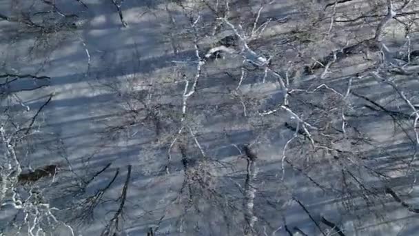 Вертикальное Видео Полет Над Верхушками Деревьев Зимнего Солнечного Леса Снегу — стоковое видео