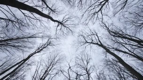 多云的灰天 树冠上没有叶子 摄像机在适当位置旋转 森林冬季阴郁天 — 图库视频影像