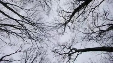 The movement of the crowns of bare trees against the background of an overcast gray sky.