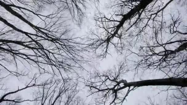 Movement Crowns Bare Trees Background Overcast Gray Sky — Vídeos de Stock