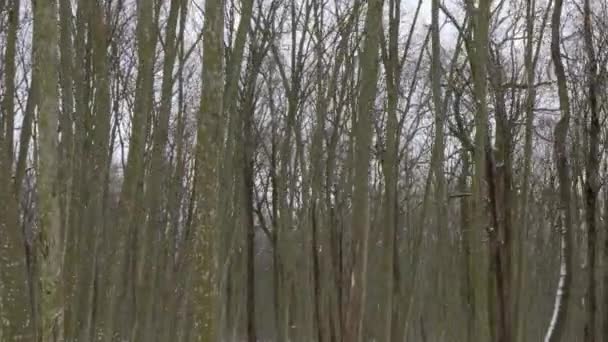 Een Bos Met Besneeuwde Haagbeuk Eikenbomen Gaan Verder Bij Boomstammen — Stockvideo