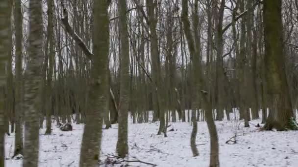 Forest Oak Hornbeam Trees Winter Landscape Cloudy Day Fast Movement — Stockvideo