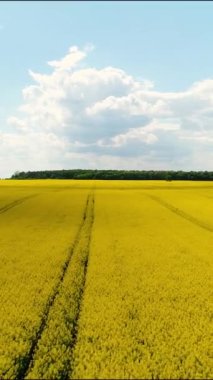 Dikey video. Şeffaf cam şişeler taşıyıcıda hareket ediyor. Birayla dolup taşın. Bira üretiminin otomasyonu.
