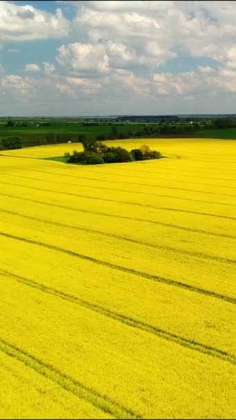 Vertical Video Field Flowering Rapeseed Field Yellow Saturated Color Ukrainian — Wideo stockowe