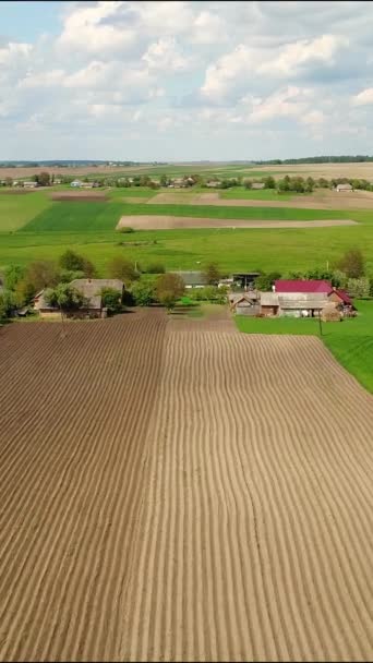 Vertical Video Aerial View Ukrainian Village Summer Day Field Cows — 비디오