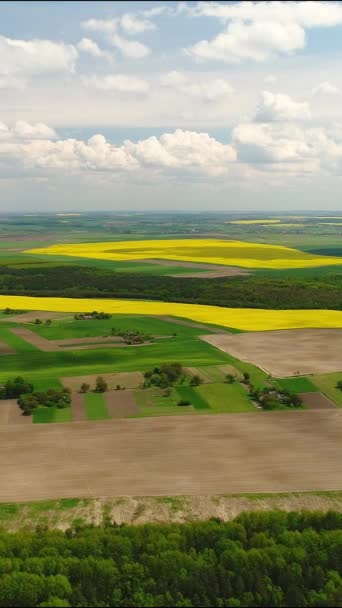 Vertical Video Flight Landscapes Ukrainian Fields Forests Agricultural Lands Growing — 비디오