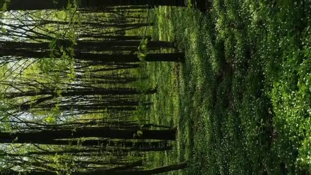 Vídeo Vertical Tierra Está Cubierta Flores Florecientes Corydalis Cava Casi — Vídeo de stock