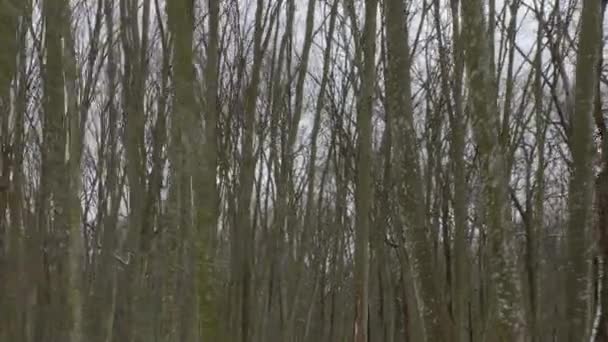 Ένα Δάσος Χιονισμένες Κερασφόρους Και Βελανιδιές Προχωρώντας Προς Εμπρός Κοντά — Αρχείο Βίντεο