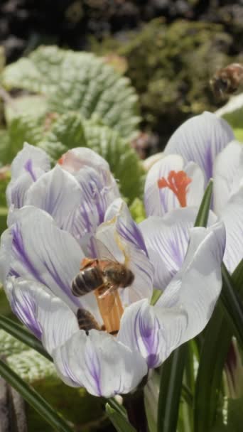 Verticale Video Een Honingbij Vliegt Naar Bloeiende Witte Krokusbloemen Achtergrond — Stockvideo