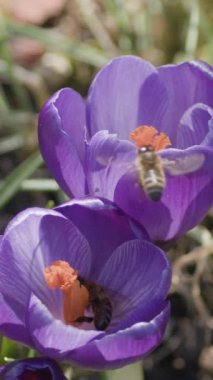 Dikey video. İki mor timsah. Bir bal arısı uçar ve oturur, ikinci böcek, portakal tomurcuklarından ve çiçeklerin erkekliğinden polen toplar. Bahar sezonu. Yavaş çekim..