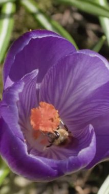 Dikey video. Arka bacağında polen olan bir bal arısı mor bir crocus çiçeğini döller. Kafasını ve antenlerini siler. Makro çekim.