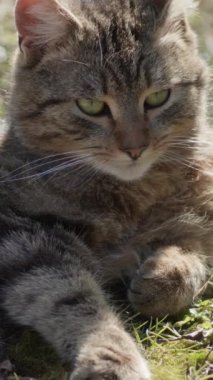 Dikey video. Sarı gözlü gri-kahverengi bir kedi çimlerin üzerinde uzanır ve dosdoğru karşıya bakar. Evcil bir hayvanın portresi..