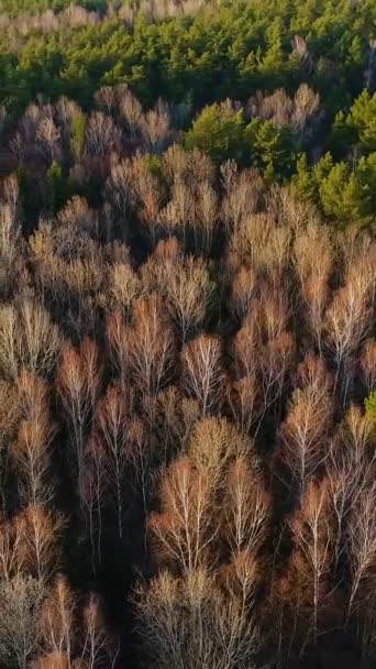 Pionowe Wideo Lot Przez Wierzchołki Gołych Wiosennych Drzew Ukraińskiego Lasu — Wideo stockowe