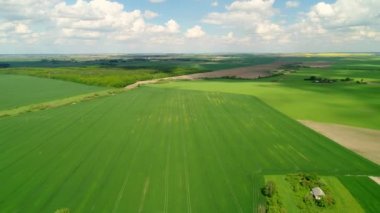 Genç buğdaylı yeşil tarlalar üzerinde uçmak. Orman ve Ukrayna köyleri ufukta görünüyor. Ukrayna 'nın havadan görünüşü. Tarım.