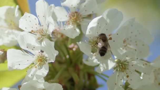 Een Honingbij Verzamelt Stuifmeel Van Bloeiende Bloemen Van Een Kersenfruitboom — Stockvideo
