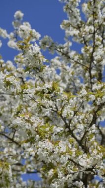 Dikey video. Gökyüzünün arka planında, üzerinde bal arılarının uçtuğu çok sayıda beyaz çiçekli bir kiraz ağacının çiçek açan dalları vardır..