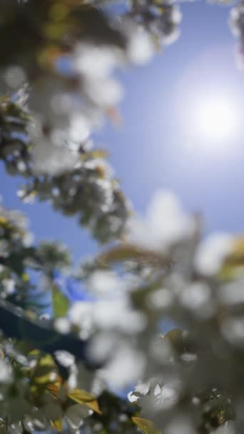 Vídeo Vertical Sobre Fondo Del Cielo Soleado Florecieron Ramas Cerezo — Vídeo de stock