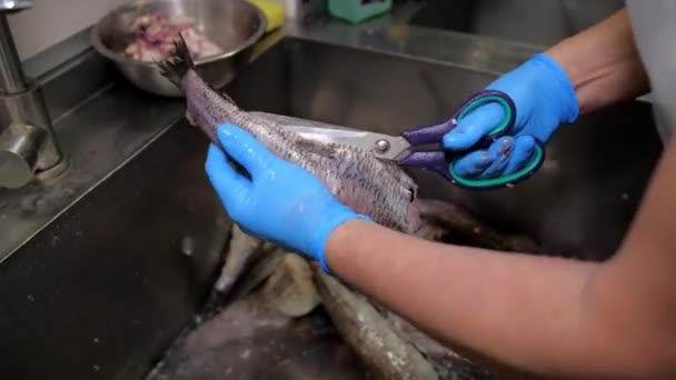 冷凍魚をキッチンのシンクに寝そべって掃除する シェフは手を手袋はさみでハケをカットし 腸を削除します — ストック動画