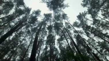 Üzerine damlalar düşen bir arabanın ön camından bulutlu bir gökyüzü geçen bir çam yağmur ormanı. Rüzgarlı yağmurlu hava.