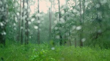 Yağmurlu bir günde, yağmur damlalarının düştüğü arabanın camından yapraklı ve kozalaklı ağaçlar. Yaz mevsimi kötü hava.