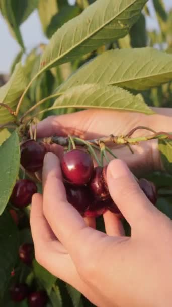 垂直录像 一个女人的手抬起一根枝头 枝头上挂着樱桃 上面有裂缝 然后慢慢地通过她手指上的浆果进行分类 夏季园艺和收获 — 图库视频影像