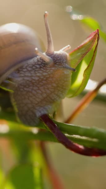 垂直录像 蜗牛慢慢地爬上植物的小叶 早上的阳光夏季牧场的季节 — 图库视频影像