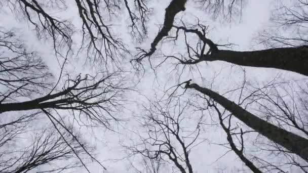 ホーンビームとオークのトランクは森の中 カメラの動きは 木の冠を見上げ 混沌とした動きをシミュレーションする — ストック動画
