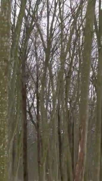 Verticale Video Een Bos Met Besneeuwde Haagbeuk Eikenbomen Buurt Van — Stockvideo