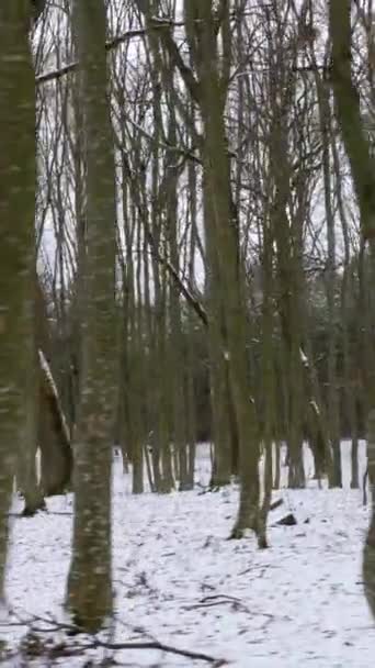 Dikey Video Meşe Boynuz Direkli Bir Orman Bulutlu Bir Günde — Stok video