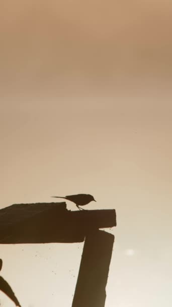 バーティカルビデオ 木製の古い橋で日が昇る朝にカワイテールの鳥が飛ぶ 野生の自然のシルエットビュー — ストック動画