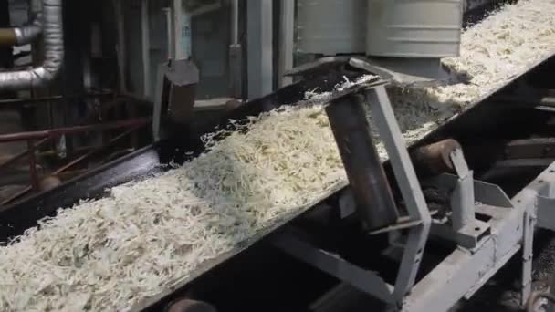 Κομμένα Παντζάρια Ζάχαρης Ένα Εργοστάσιο Ζάχαρης Μετακινεί Ένα Ιμάντα Μεταφοράς — Αρχείο Βίντεο
