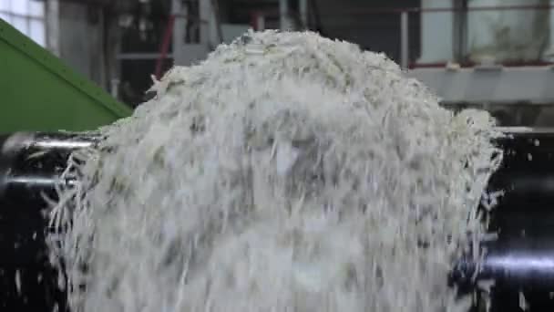Close Chopped Sugar Beet Falls Conveyor Belt Food Industry Factory — Stock Video