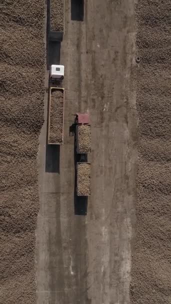 バーティカルビデオ トラックによる砂糖ビート収穫の輸送 甘い根を下ろすために車のライン エアリアルビュー — ストック動画