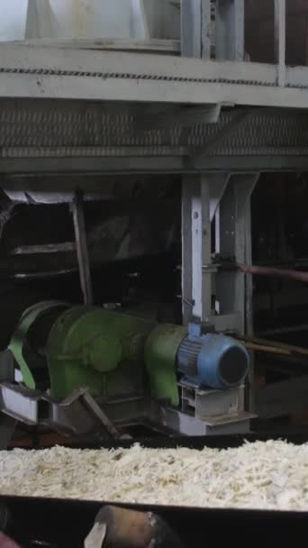 Dikey Video Şeker Fabrikasında Doğranmış Şeker Pancarları Taşıyıcı Bant Taşır — Stok video