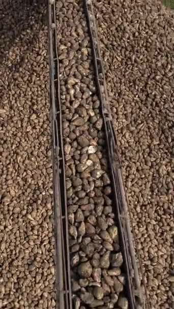 バーティカルビデオ コンバインハーベスターのクレーンコンベヤーは砂糖ビートを荷を下す 農地で働く機械を収穫する 農業機器について スイートルーツの季節 — ストック動画